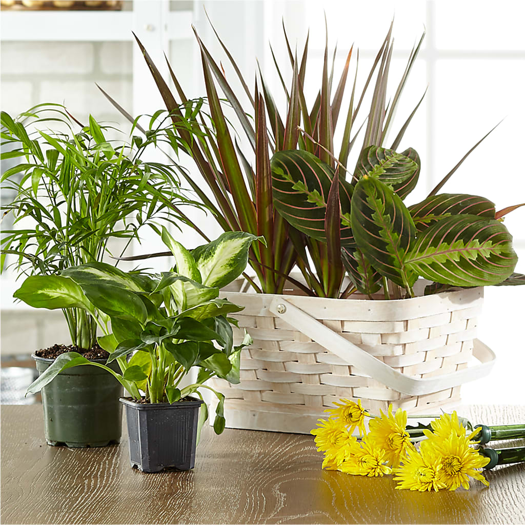 Florist Designed Blooming and Green Plants in a Basket – HELEN'S FLORIST AND GARDEN CENTER, Whitehouse Station NJ