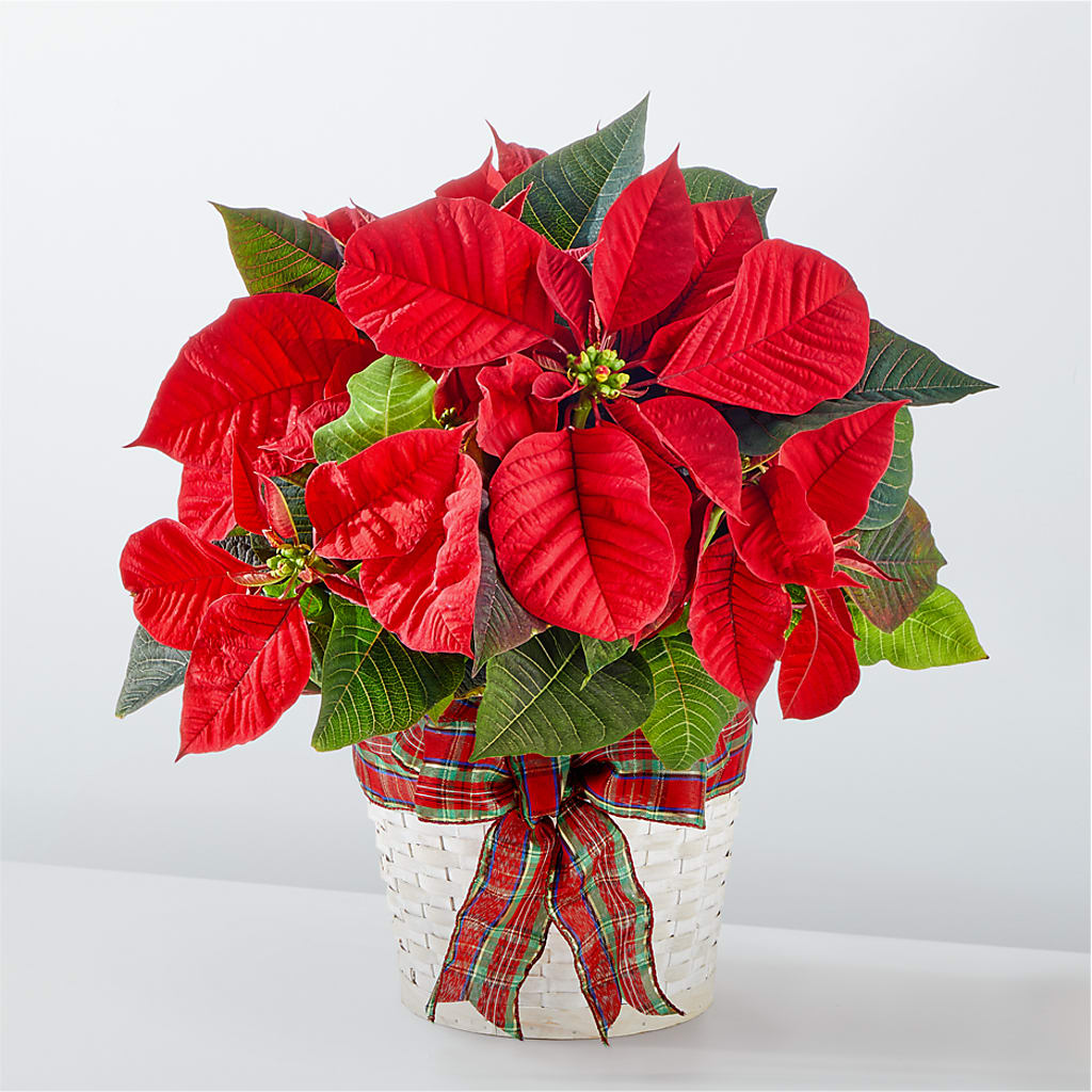 Happiest Holidays Poinsettia – HELEN'S FLORIST AND GARDEN CENTER, Whitehouse Station NJ