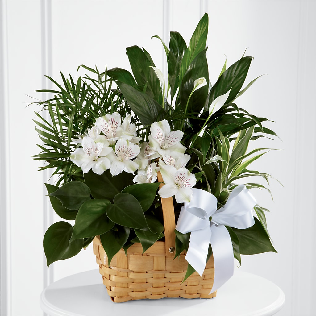 Peace & Serenity Dishgarden – HELEN'S FLORIST AND GARDEN CENTER, Whitehouse Station NJ