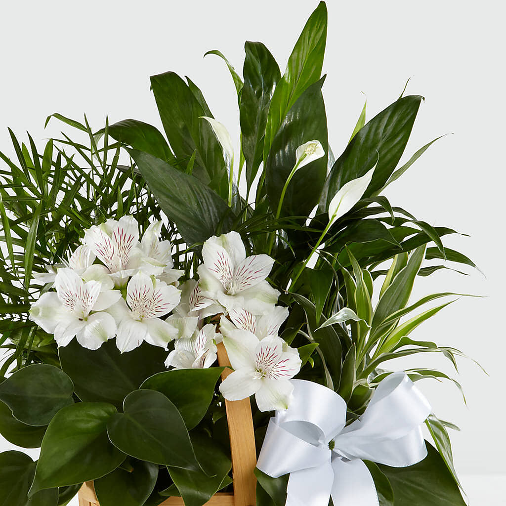 Peace & Serenity Dishgarden – HELEN'S FLORIST AND GARDEN CENTER, Whitehouse Station NJ