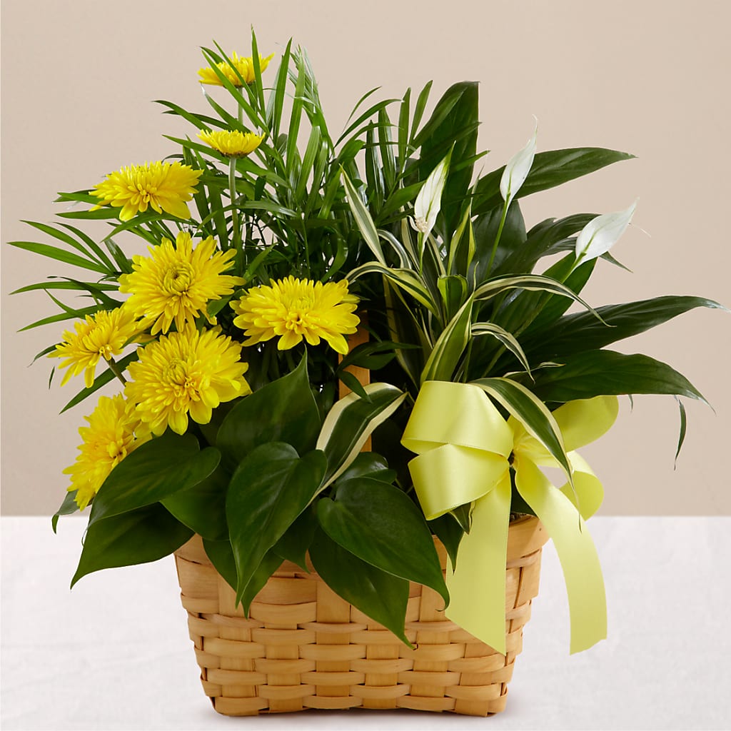 Loving Light Dishgarden – HELEN'S FLORIST AND GARDEN CENTER, Whitehouse Station NJ