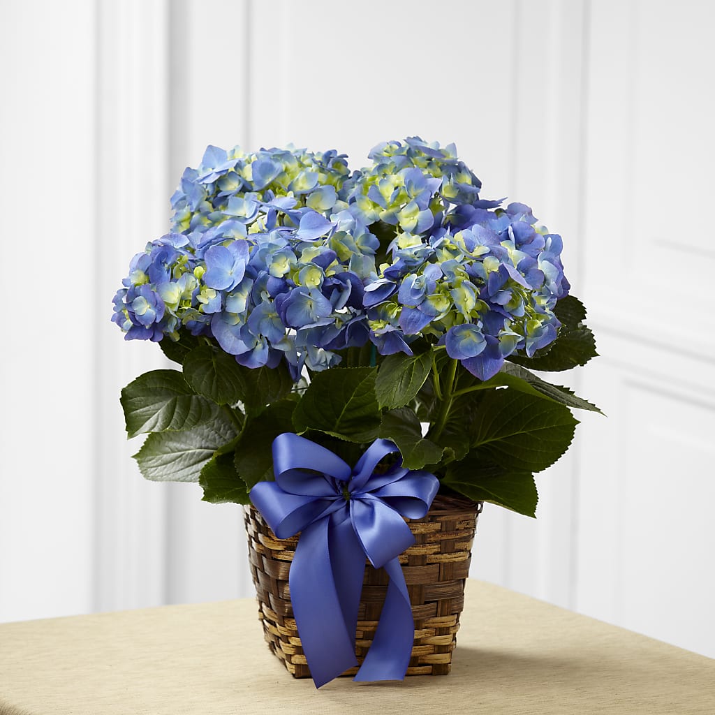 Blue Hydrangea Planter – HELEN'S FLORIST AND GARDEN CENTER, Whitehouse Station NJ