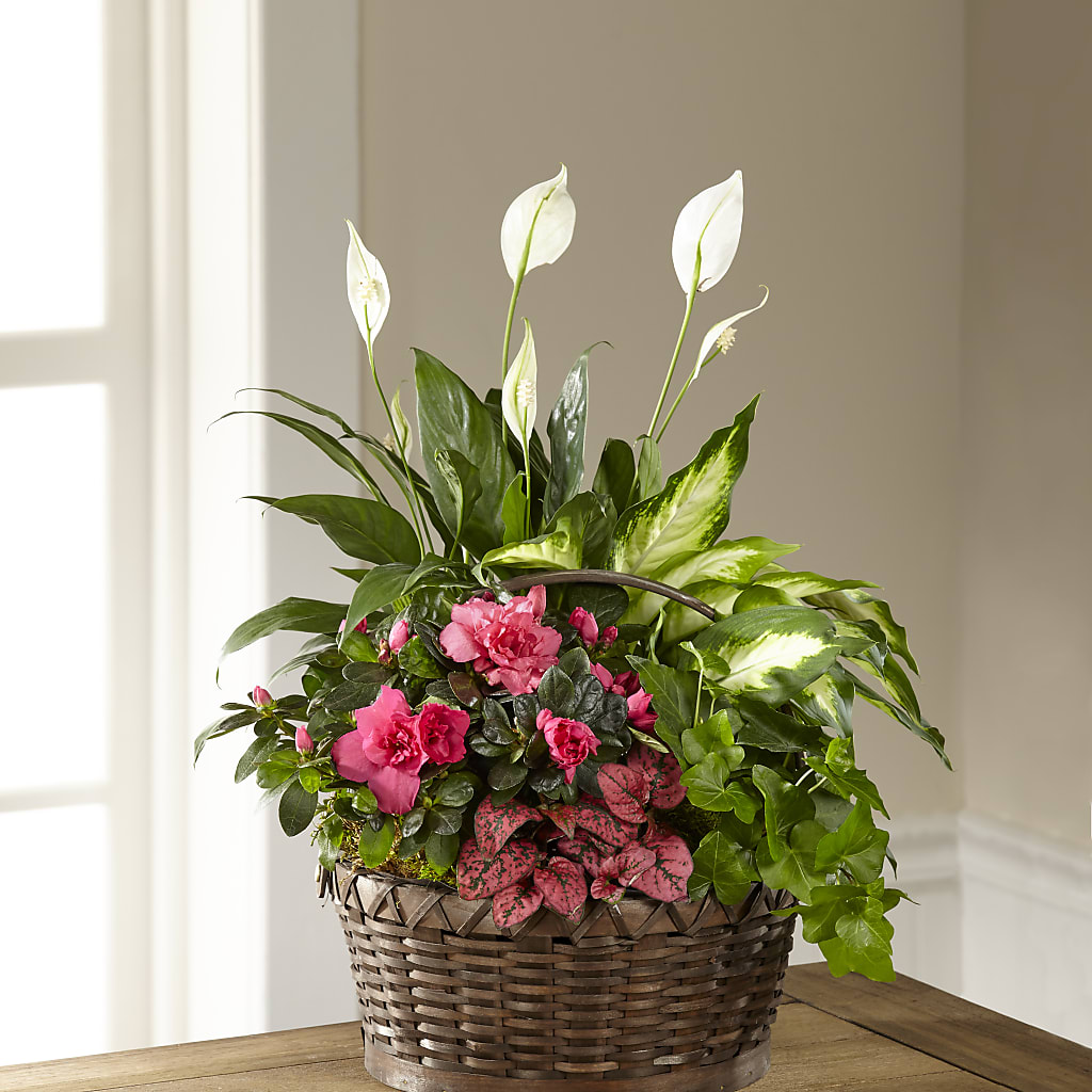 Dream in Pink Dishgarden – HELEN'S FLORIST AND GARDEN CENTER, Whitehouse Station NJ