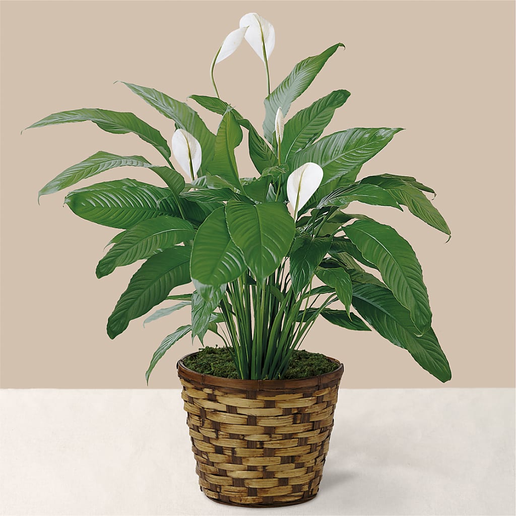 Tranquil Moments Peace Lily Plant – HELEN'S FLORIST AND GARDEN CENTER, Whitehouse Station NJ