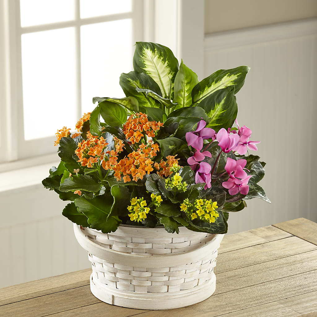 Color Crush Dishgarden – HELEN'S FLORIST AND GARDEN CENTER, Whitehouse Station NJ