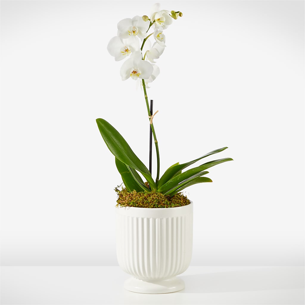 Whispering White Orchid – HELEN'S FLORIST AND GARDEN CENTER, Whitehouse Station NJ