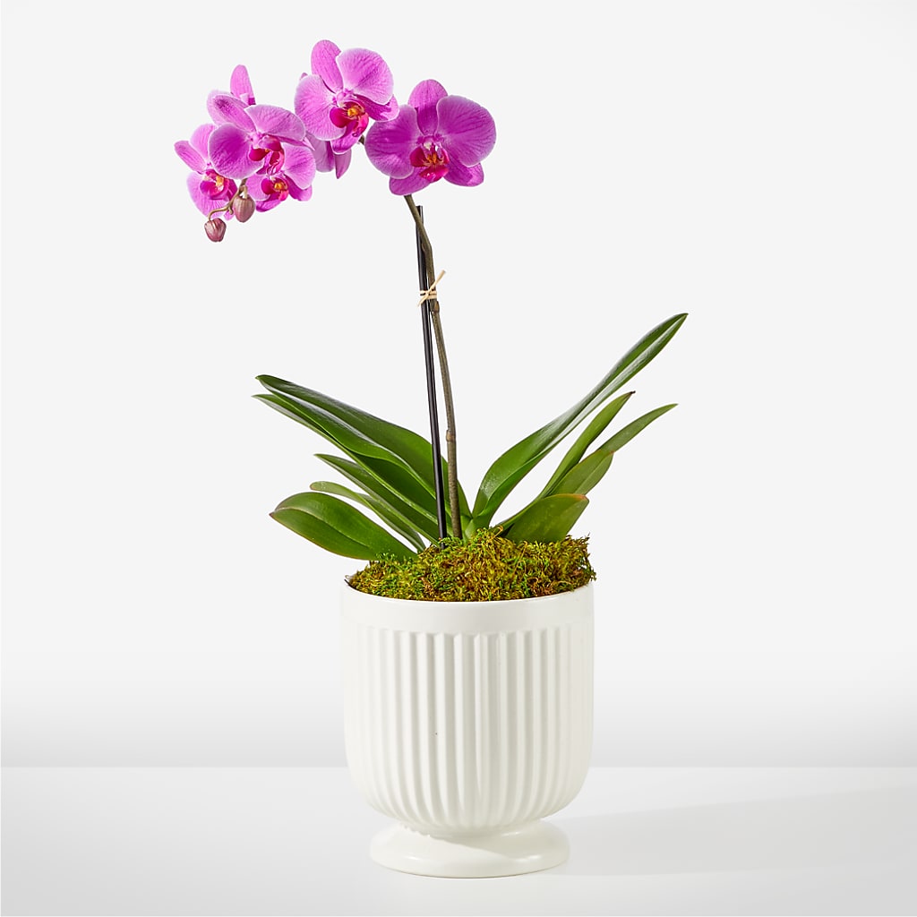 Friendly Fuchsia Orchid – HELEN'S FLORIST AND GARDEN CENTER, Whitehouse Station NJ