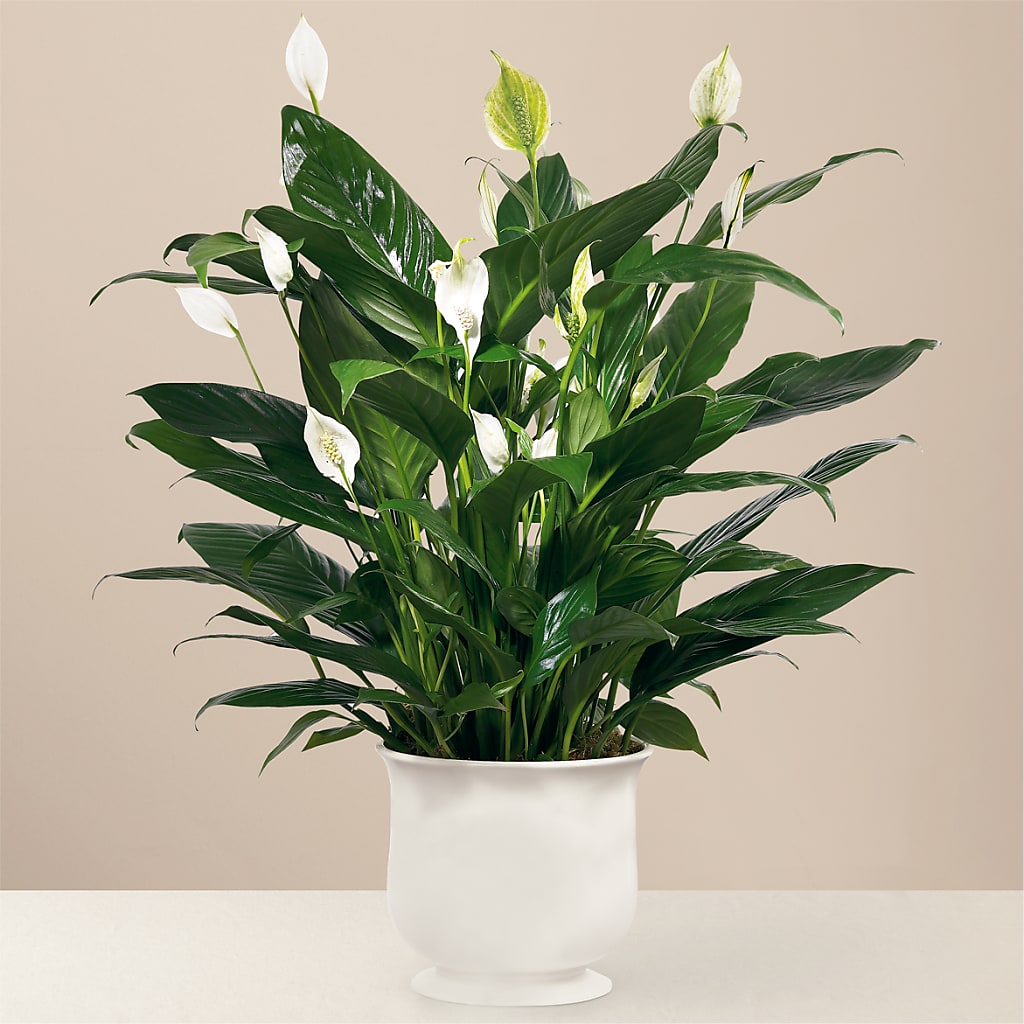 Comfort Planter – HELEN'S FLORIST AND GARDEN CENTER, Whitehouse Station NJ