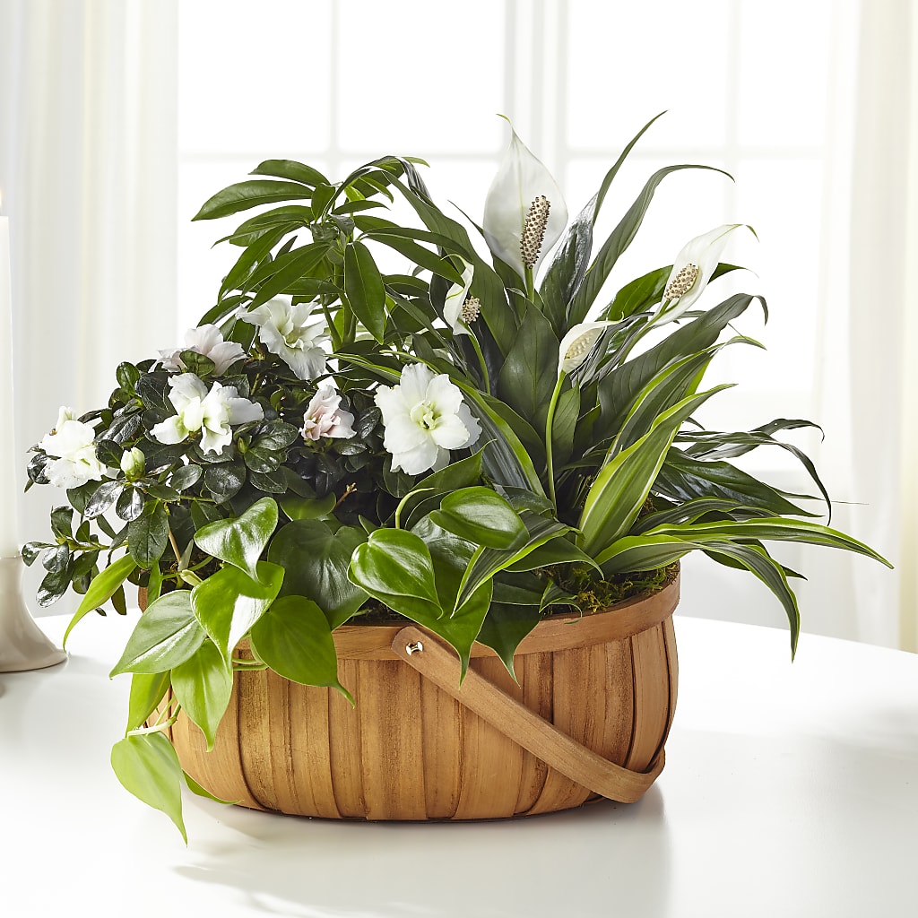 Serene Dishgarden – HELEN'S FLORIST AND GARDEN CENTER, Whitehouse Station NJ