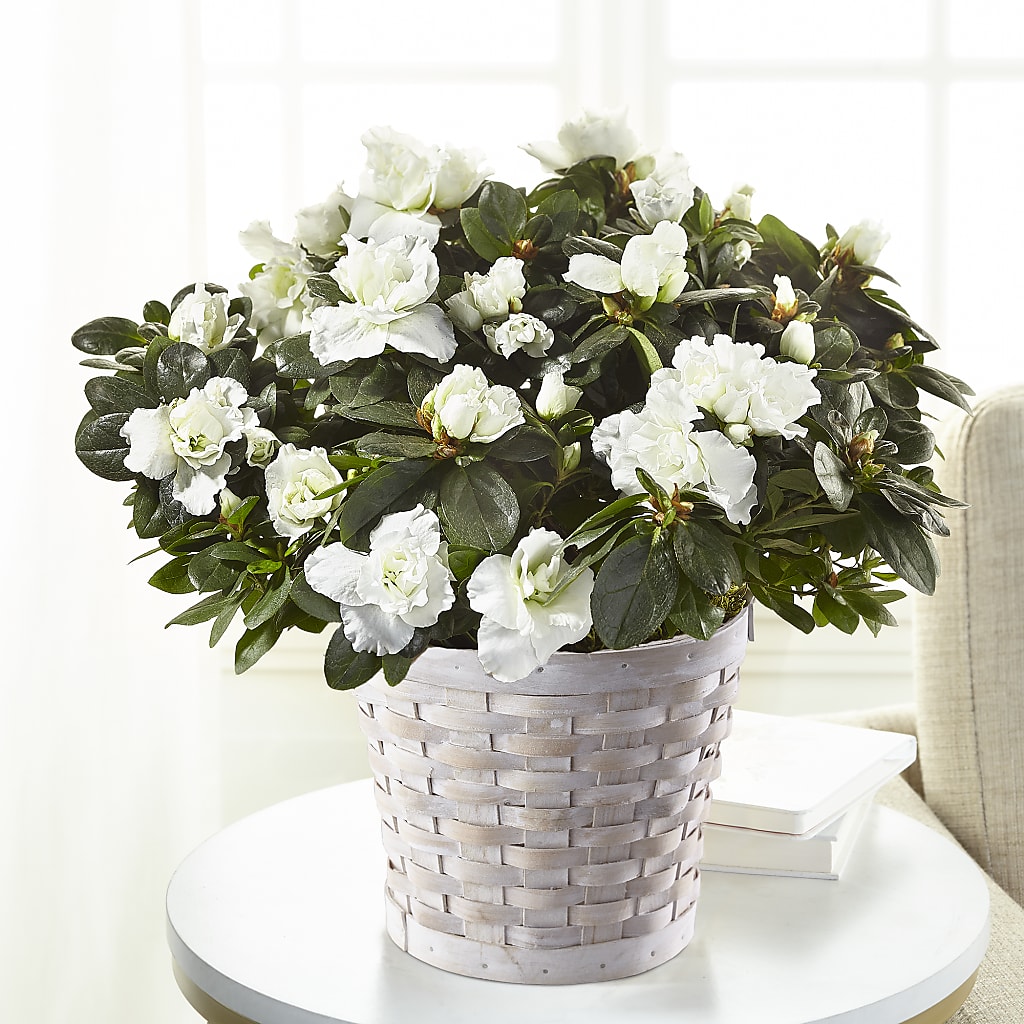 White Azalea Plant – HELEN'S FLORIST AND GARDEN CENTER, Whitehouse Station NJ