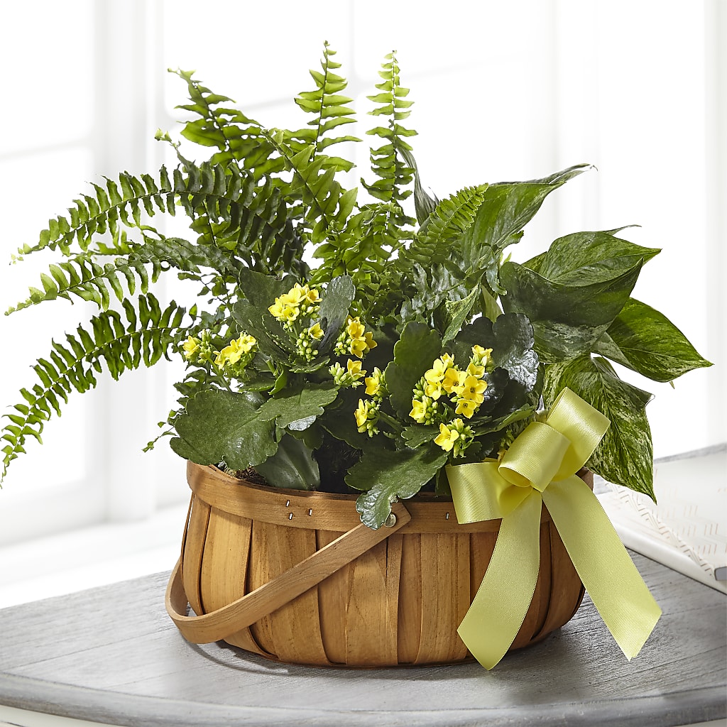 Always Dear Dishgarden – HELEN'S FLORIST AND GARDEN CENTER, Whitehouse Station NJ