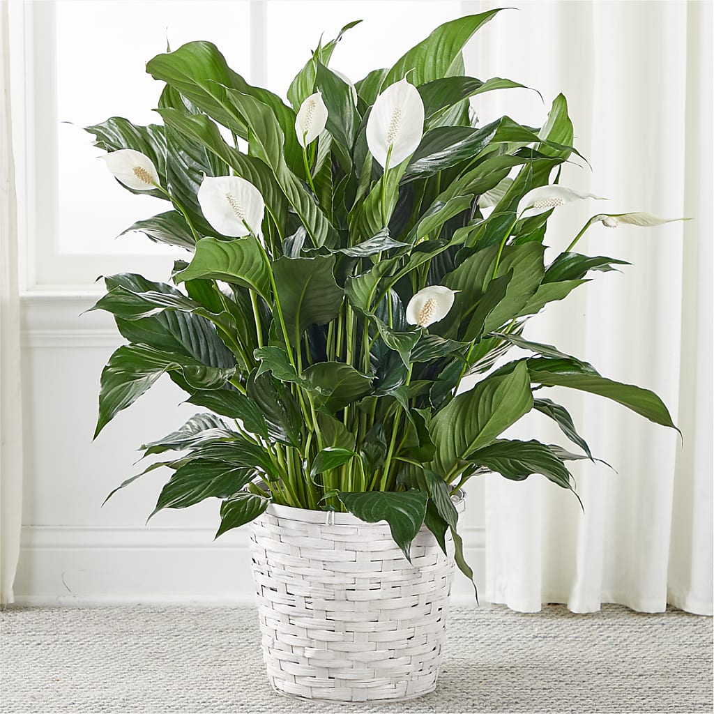A New Leaf Peace Lily – HELEN'S FLORIST AND GARDEN CENTER, Whitehouse Station NJ