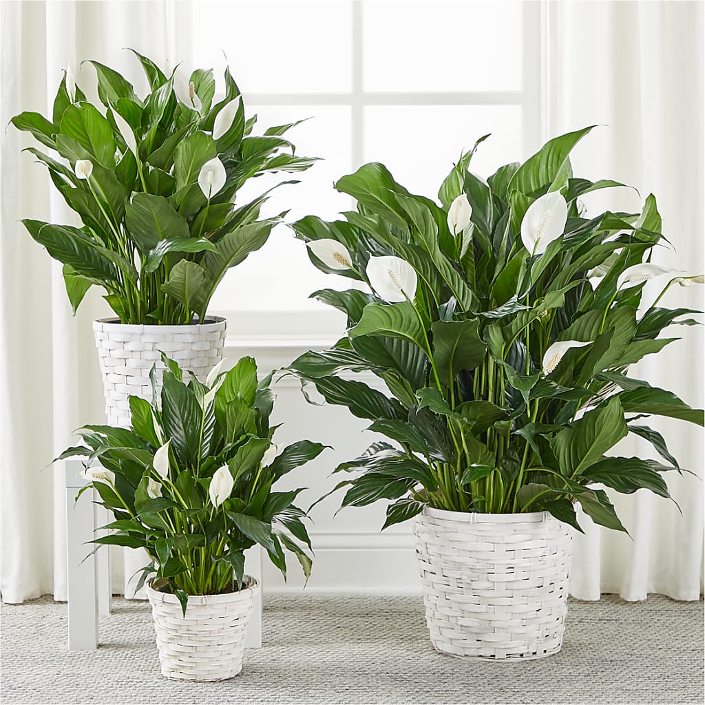 A New Leaf Peace Lily – HELEN'S FLORIST AND GARDEN CENTER, Whitehouse Station NJ