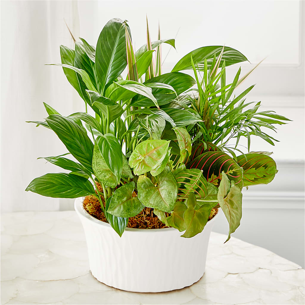 Balance & Harmony Dishgarden – HELEN'S FLORIST AND GARDEN CENTER, Whitehouse Station NJ