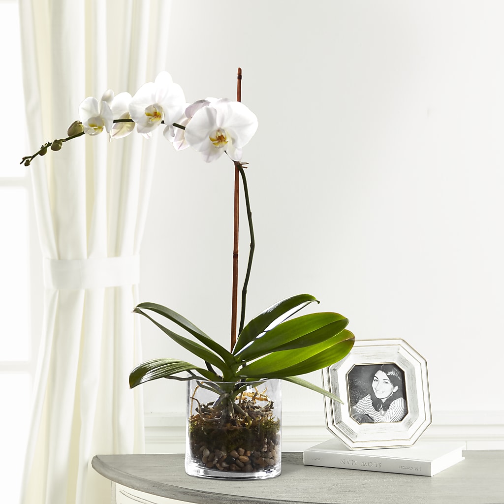 White Orchid Planter – HELEN'S FLORIST AND GARDEN CENTER, Whitehouse Station NJ