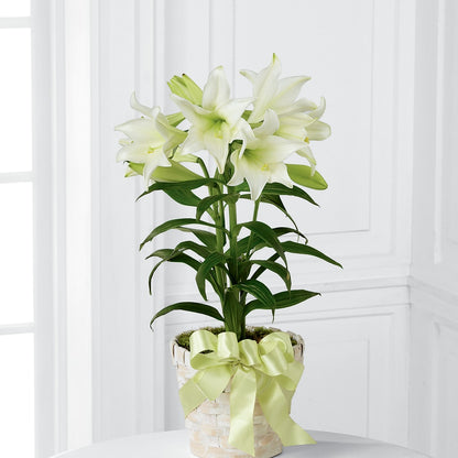 Easter Lily Plant – HELEN'S FLORIST AND GARDEN CENTER, Whitehouse Station NJ