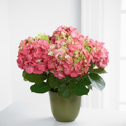 Pink Hydrangea Planter – HELEN'S FLORIST AND GARDEN CENTER, Whitehouse Station NJ