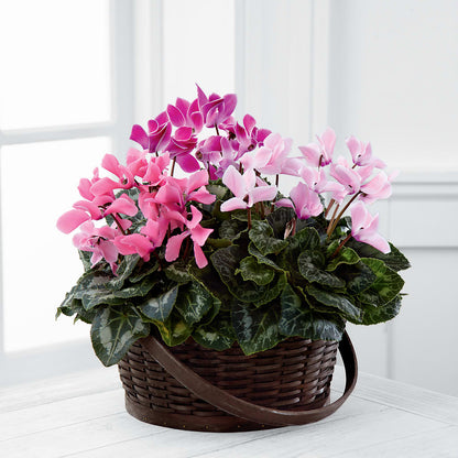 Mixed Cyclamen Planter – HELEN'S FLORIST AND GARDEN CENTER, Whitehouse Station NJ
