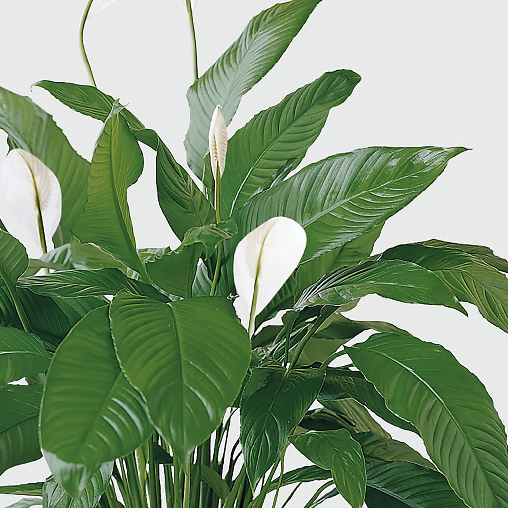 Tranquil Moments Peace Lily Plant – HELEN'S FLORIST AND GARDEN CENTER, Whitehouse Station NJ