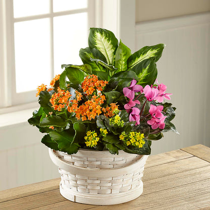 Color Crush Dishgarden – HELEN'S FLORIST AND GARDEN CENTER, Whitehouse Station NJ