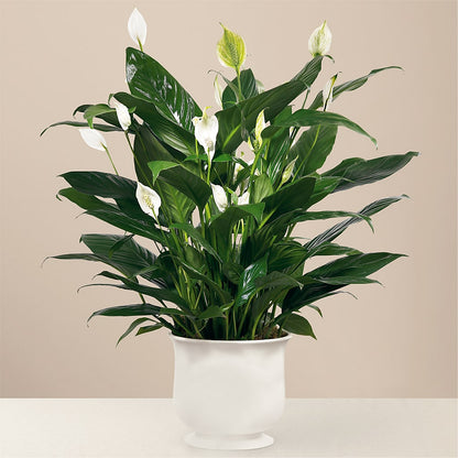 Comfort Planter – HELEN'S FLORIST AND GARDEN CENTER, Whitehouse Station NJ