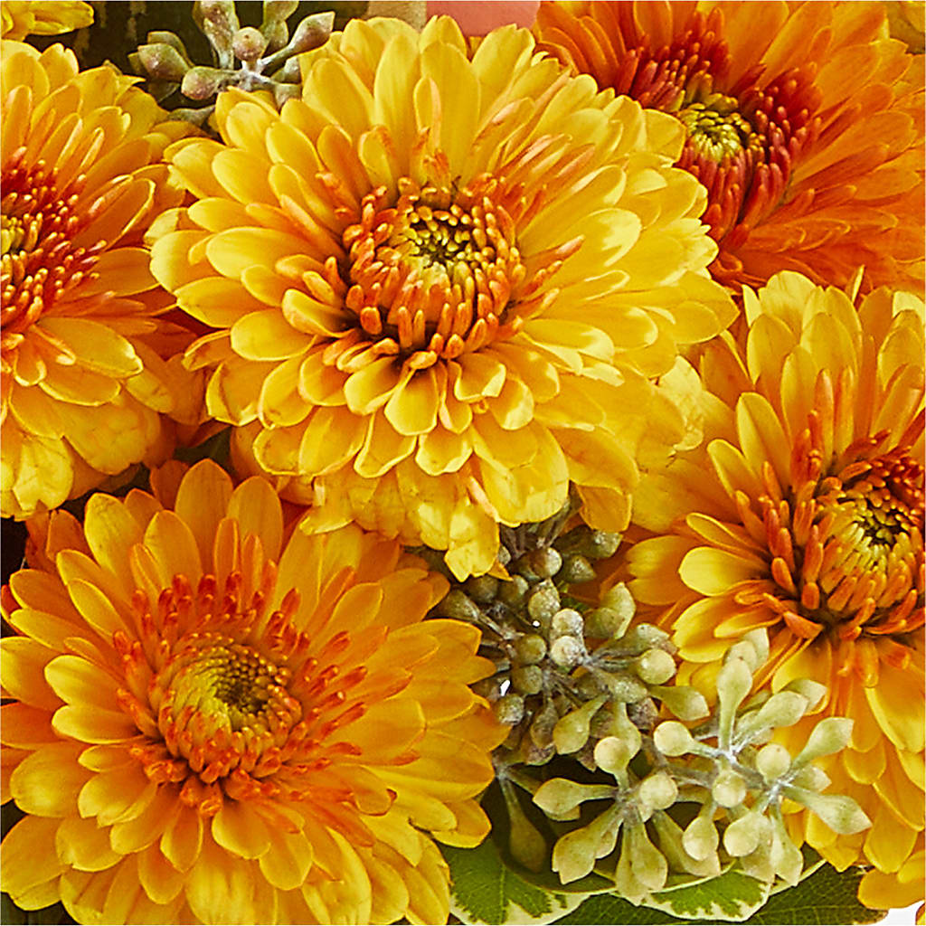 Peachy Pumpkin – HELEN'S FLORIST AND GARDEN CENTER, Whitehouse Station NJ
