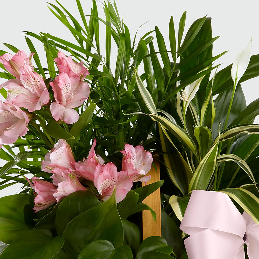 Living Spirit Dishgarden – HELEN'S FLORIST AND GARDEN CENTER, Whitehouse Station NJ
