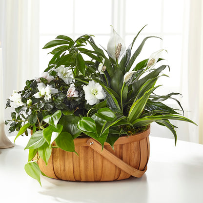 Serene Dishgarden – HELEN'S FLORIST AND GARDEN CENTER, Whitehouse Station NJ