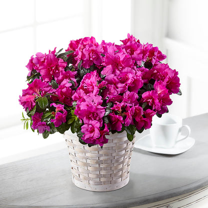 Hope & Serenity Azalea Plant – HELEN'S FLORIST AND GARDEN CENTER, Whitehouse Station NJ