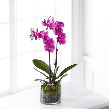 Pink Orchid Plant – HELEN'S FLORIST AND GARDEN CENTER, Whitehouse Station NJ