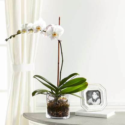 White Orchid Planter – HELEN'S FLORIST AND GARDEN CENTER, Whitehouse Station NJ