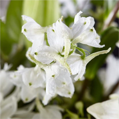 Classic Ivory – A Florist Original – HELEN'S FLORIST AND GARDEN CENTER, Whitehouse Station NJ