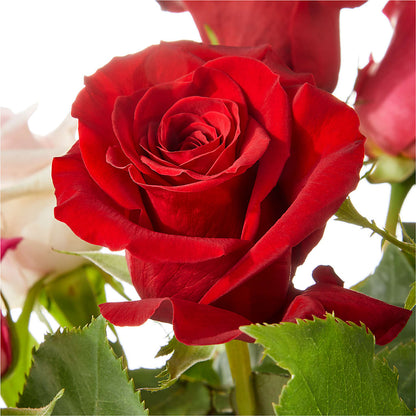Love Notes Rose Bouquet – HELEN'S FLORIST AND GARDEN CENTER, Whitehouse Station NJ